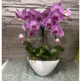 Különleges íves orchidea modern kaspóban - 1
