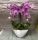 Különleges íves orchidea modern kaspóban - 1