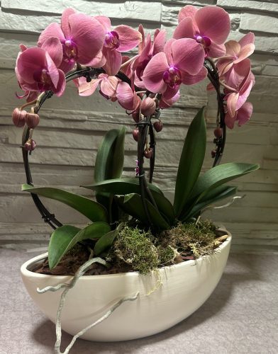 Különleges íves orchidea modern kaspóban - 1