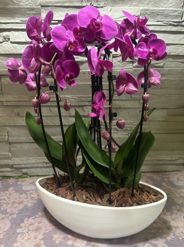 Különleges íves orchidea modern kaspóban - 1