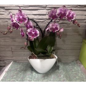 Különleges íves orchidea modern kaspóban - 2