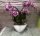Különleges íves orchidea modern kaspóban - 2