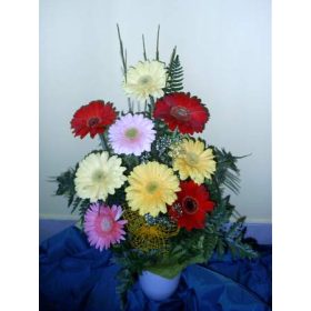 Gerbera mix