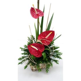 Flamingó varázslata