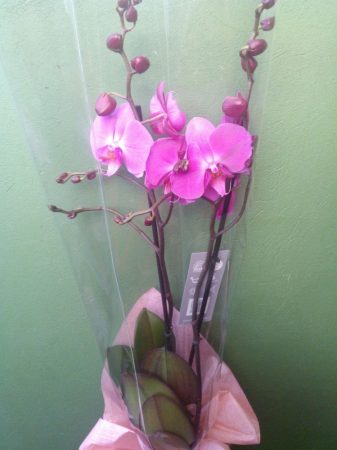 Phalenopsis Orchidea (cserepes növény)